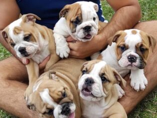 Quality English bulldog puppies +447440524997