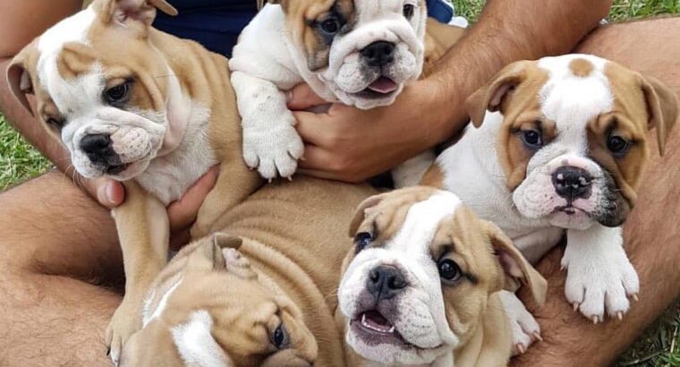 Quality English bulldog puppies +447440524997
