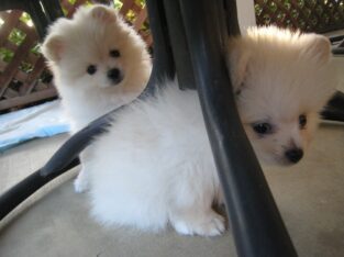 Cute Toy Pomeranian Puppies available now.