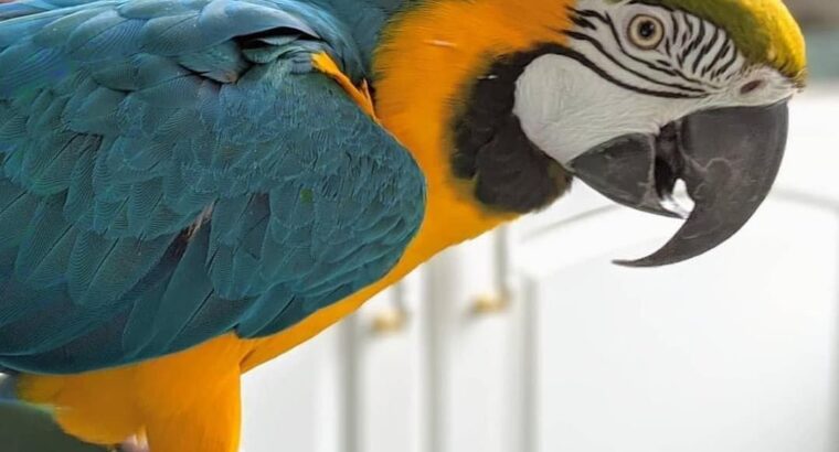 lovely and adorable golden macaw parrot ready