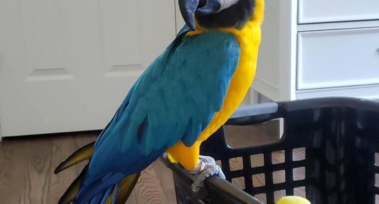 lovely and adorable golden macaw parrot ready