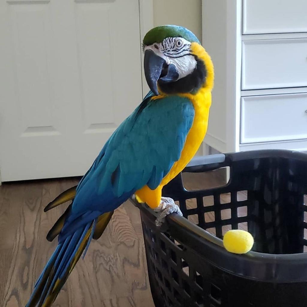 TRAINED BLUE AND GOLD MACAW PARROTS AVAILABLE