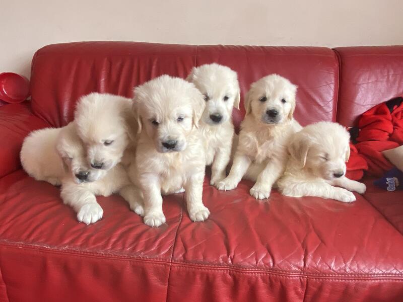 Top Quality Golden retriever Puppies for sale