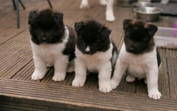 Standard Gorgeous Akita puppies for sale