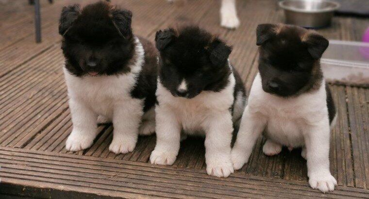 Top Class Akita puppies for sale