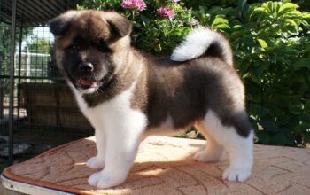 All Akita puppies is ready for sale