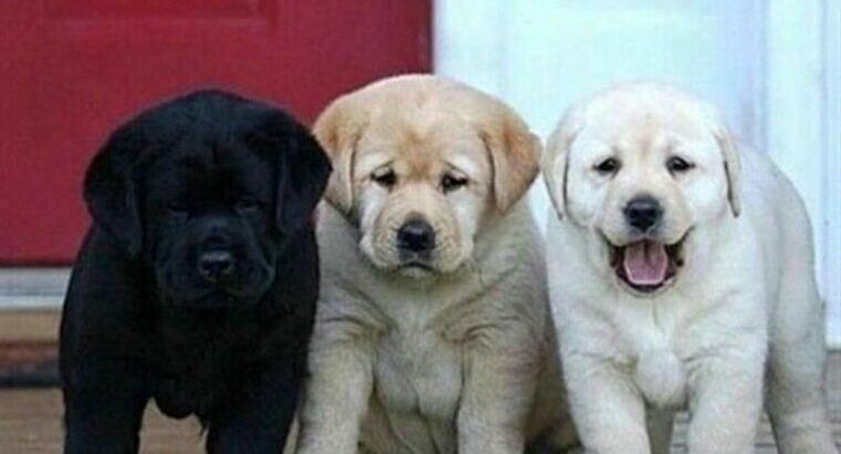 Beautiful Labrador puppies for adoption