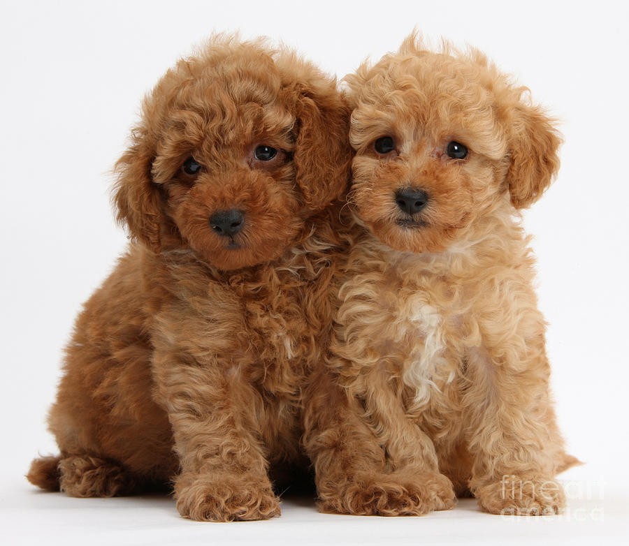 Toy Poodle Puppies. Kc Reg. Health Tested.
