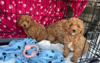 Healthy F1 Cavapoos puppies for new homes