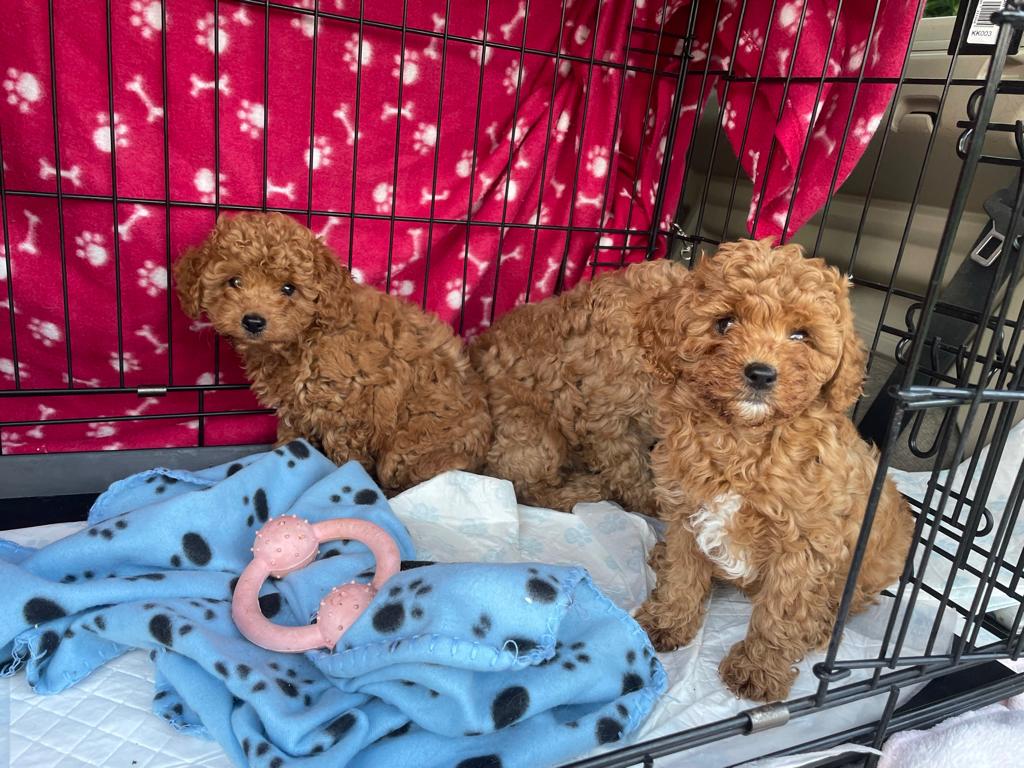 Healthy F1 Cavapoos puppies for new homes