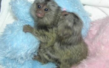 Adorable and playful Marmoset monkey.