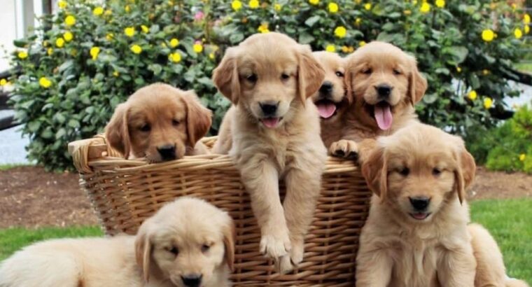 Adorable Golden retriever puppies for sale