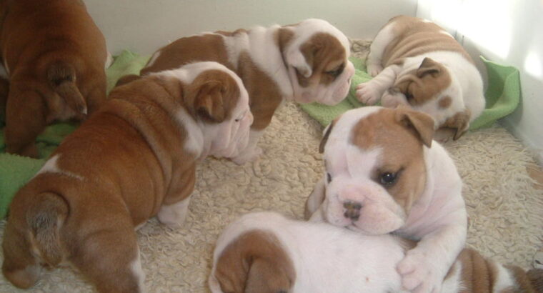 Cute English bulldog puppies for sale