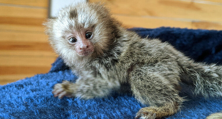 Marmoset Monkeys for sale …whatsapp me at: +4474