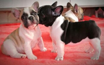 Adorable French buldog puppies ready for adoption.