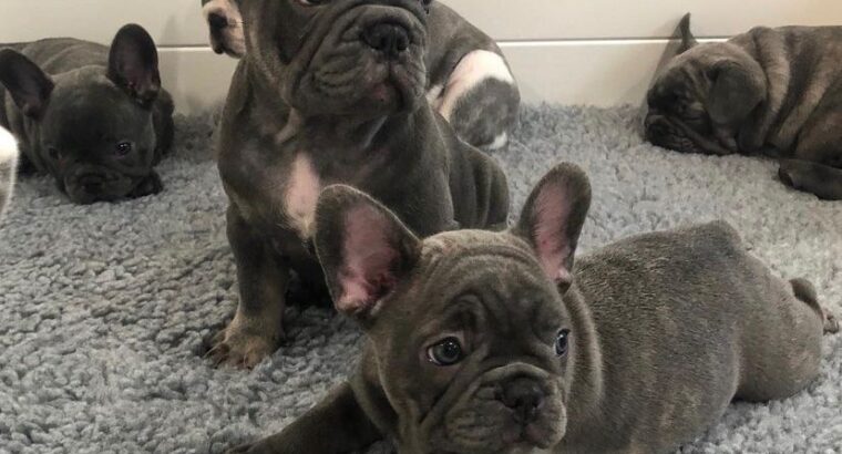 Adorable French buldog puppies ready for adoption.