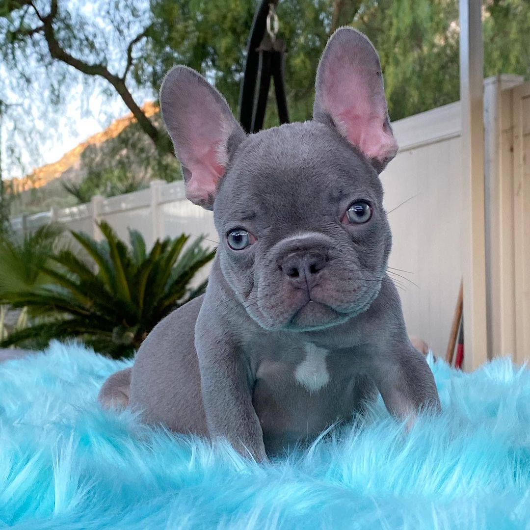 Perfect French bulldog puppies for sale