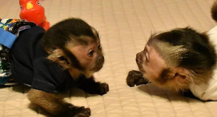 playful pygmy marmoset Capuchin monkeys
