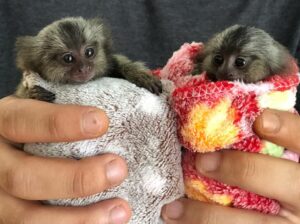 Marmoset Monkeys for sale ..