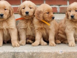 Adorable Golden Retriever Puppies For sale