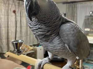 African Grey parrot For Sale