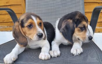 Beautiful Beagle Puppies..