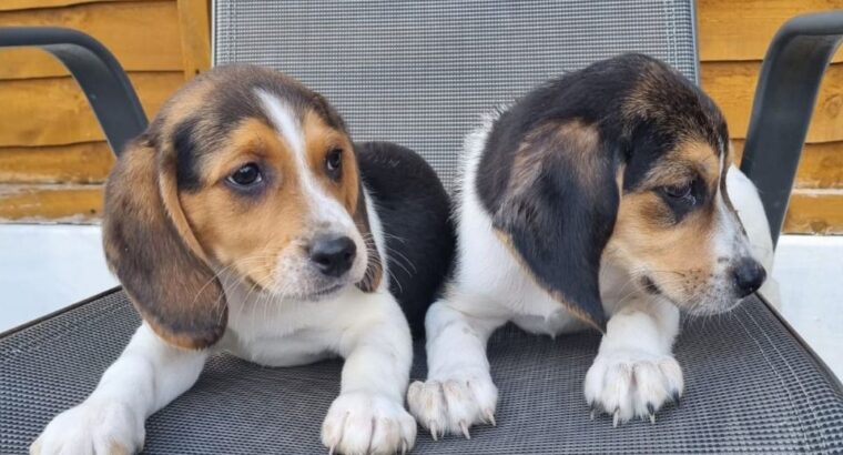Beautiful Beagle Puppies..