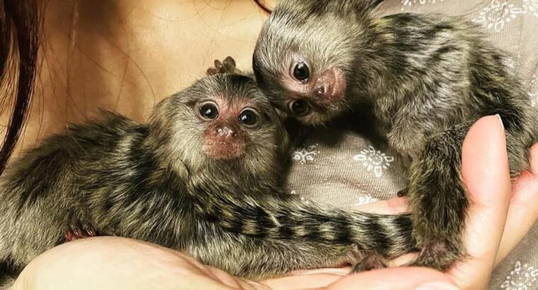 Capuchin & Marmoset Monkeys.