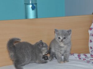 Stunning British Shorthair Kittens,.
