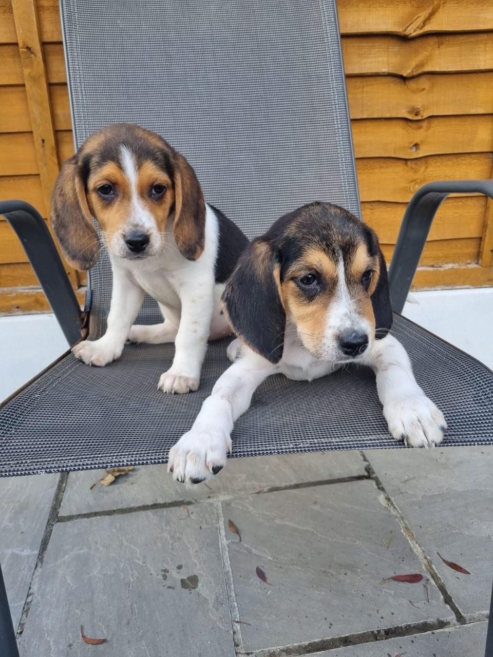 Beautiful Beagle Puppies…