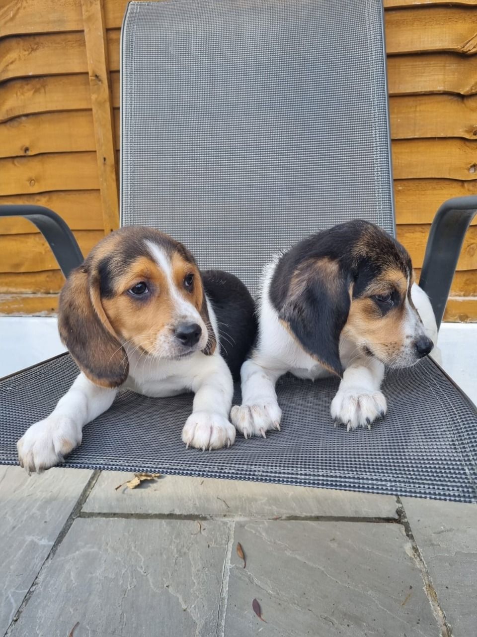 Beautiful Beagle Puppies…