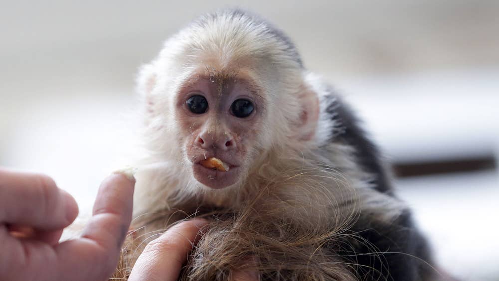 Google Approved Diaper Trained Capuchin & Marmoset