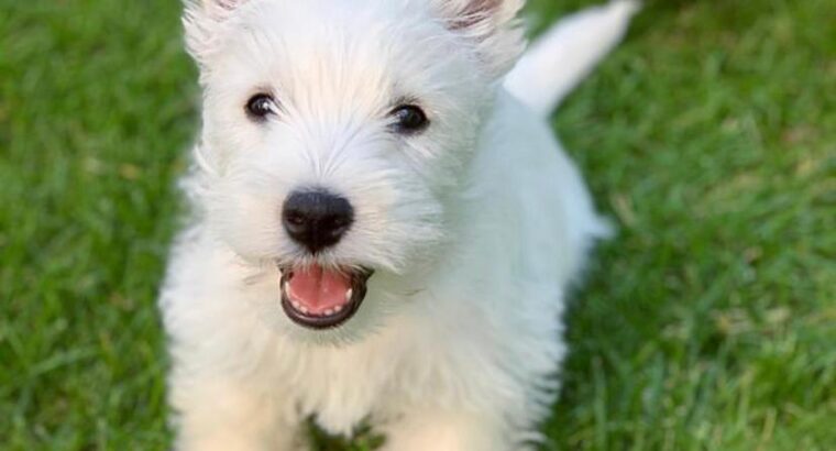 Stunning Westie Puppies Now Available