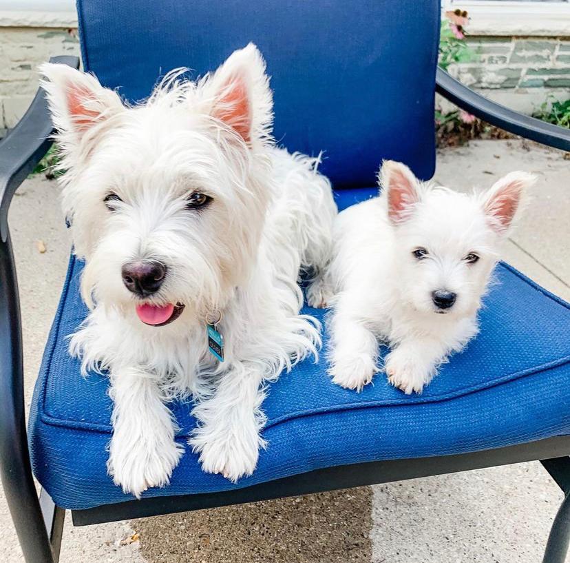 Stunning Westie Puppies Now Available