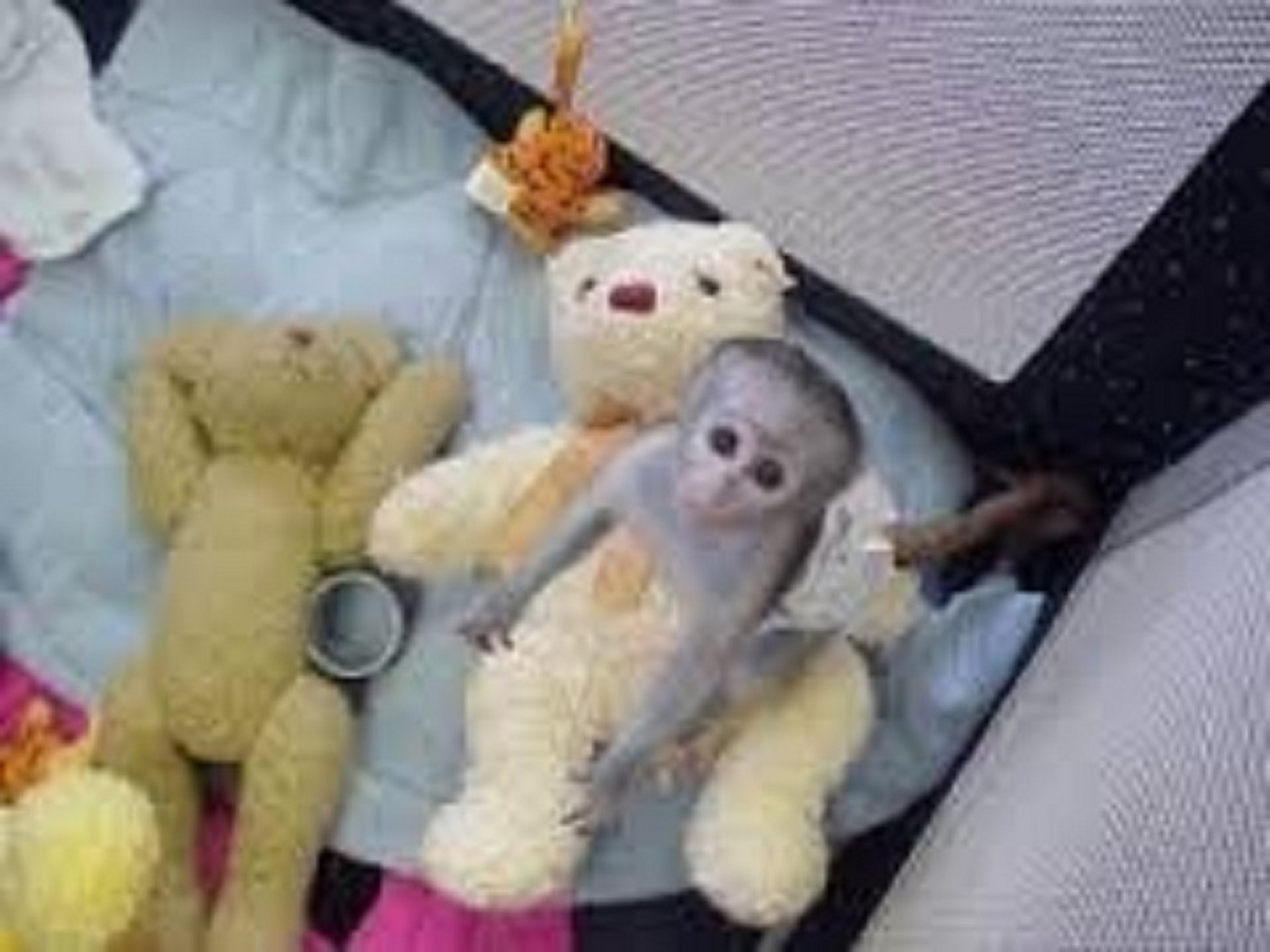 Google Approved Diaper Trained Capuchin & Marmoset
