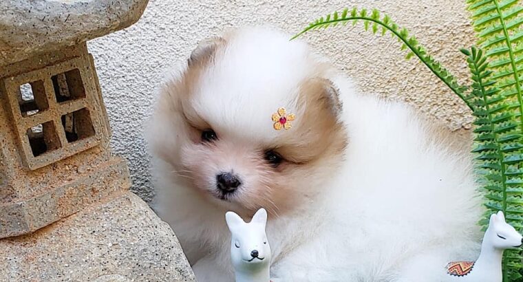 Teacup Pomeranian Puppies for sale