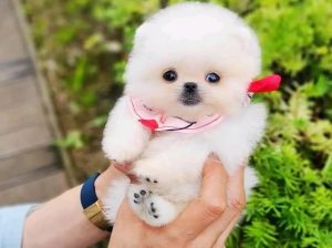 Male 🐕 Female 🎄 Pomeranian Puppies