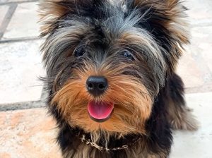 Charming Mle & Female Teacup Yorkshire Terrier Pup
