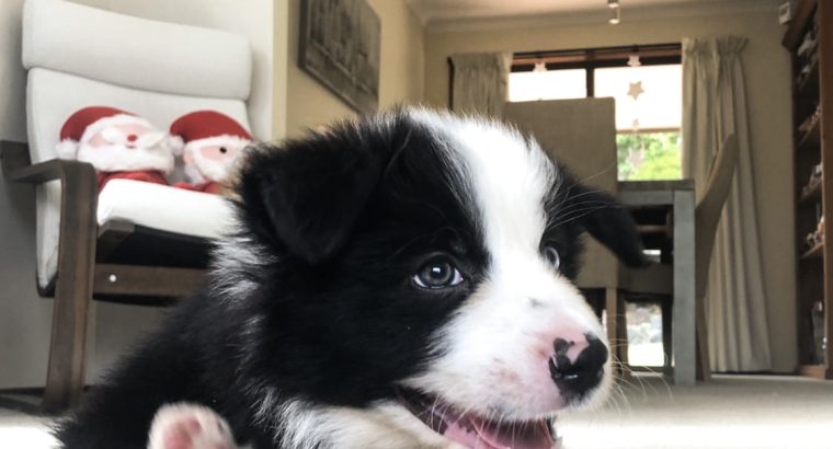 Amazing Border Collie Puppies For Rehoming