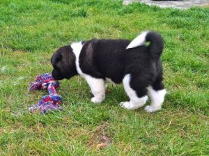 Excellent Akita puppies for sale