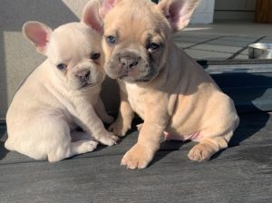Lovely French Bulldog puppies