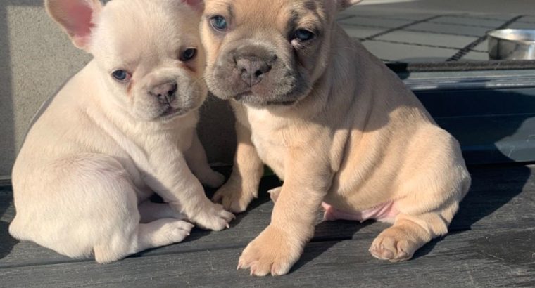Lovely French Bulldog puppies