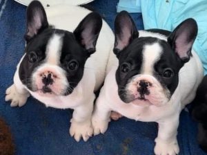 I have two French Bulldog puppies for adoption