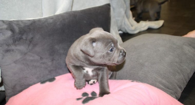Staffordshire bull Terriers Puppies For Sale