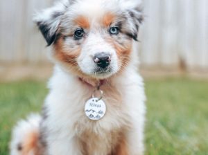 Approved Housebroken Australian Shepherd Puppy