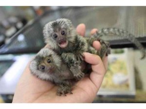 Baby Marmoset Monkeys