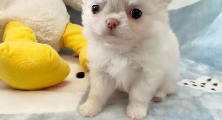 Chihuahua Puppy