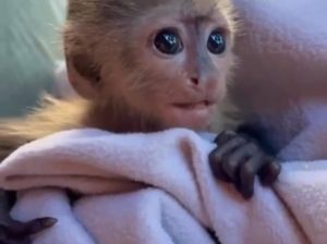 Lovely Capuchin Monkeys for Adortion