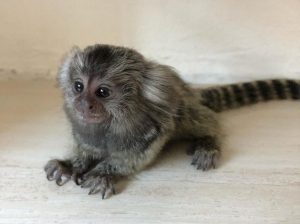 Baby marmoset monkeys for available
